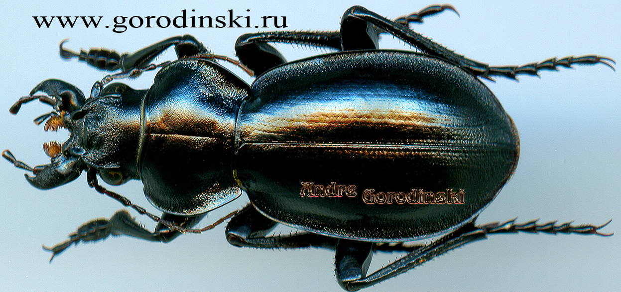 http://www.gorodinski.ru/carabidae/Callisthenes regelianus.jpg